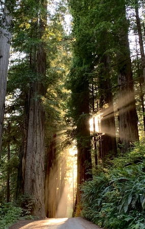 清晨逆光森林风景摄影图片
